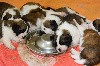  - Chiots St Bernard poils long 