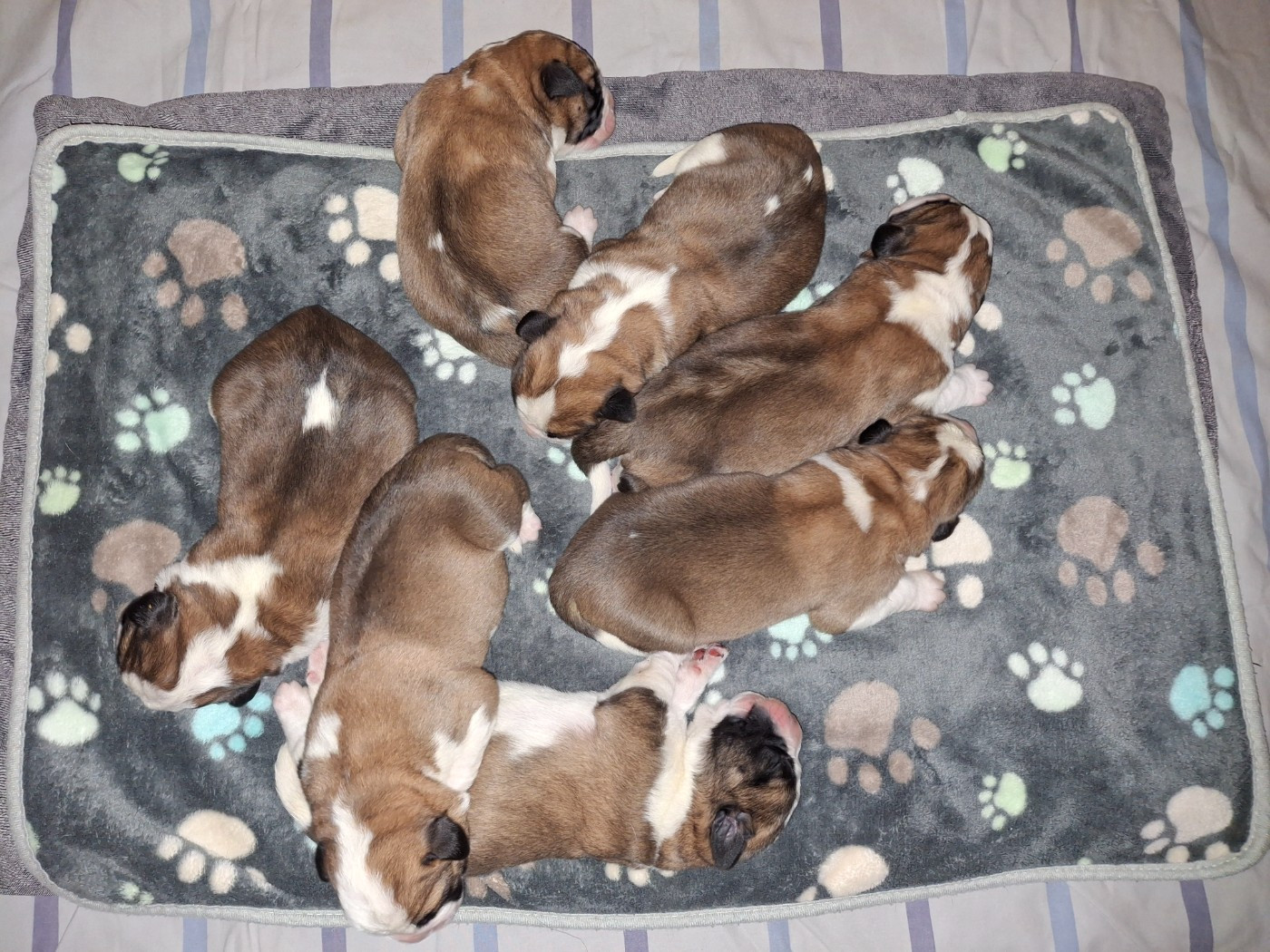 De La Patte De Sirius - Chien du Saint-Bernard - Portée née le 13/01/2026