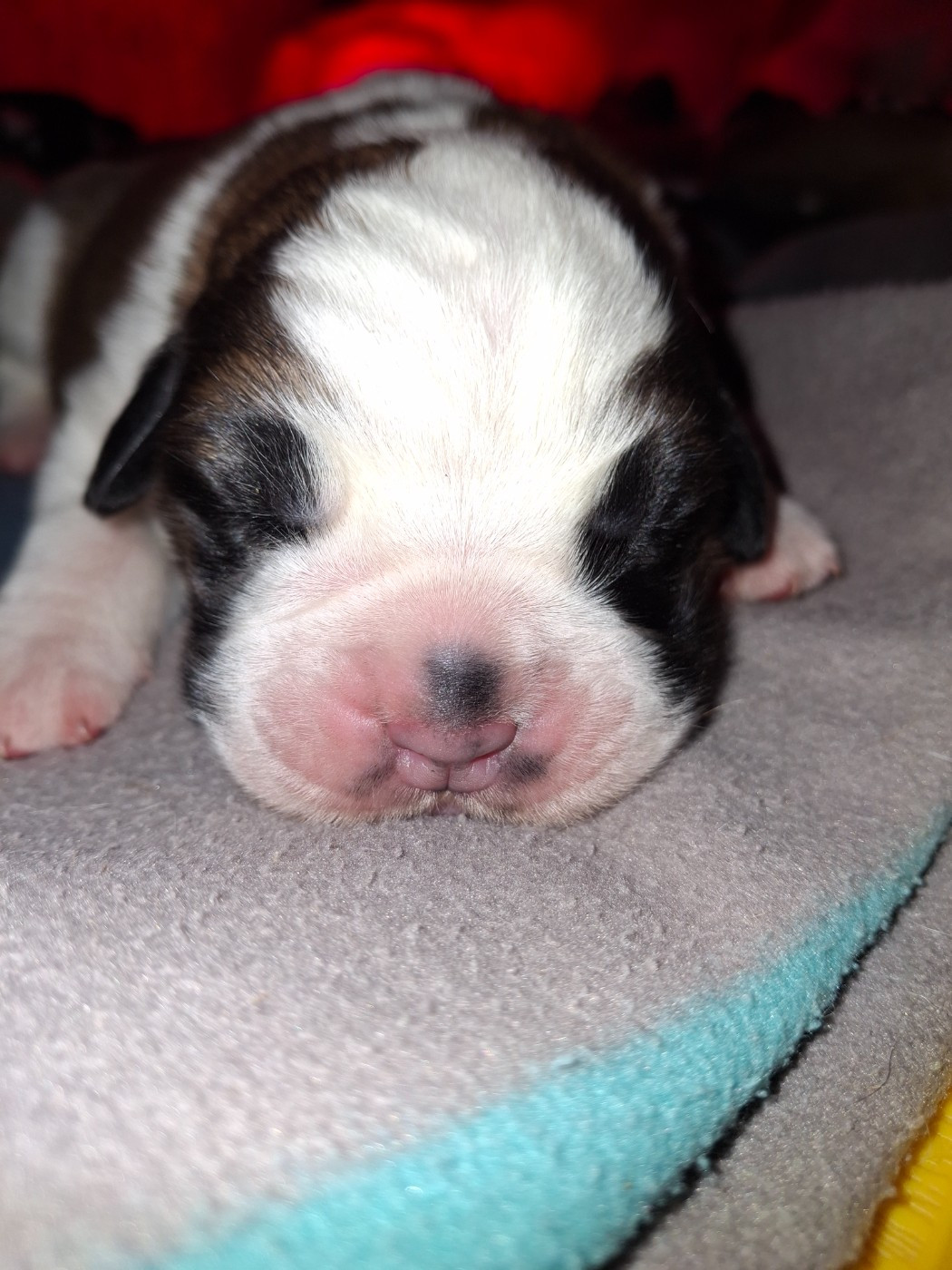 De La Patte De Sirius - Chiots disponibles - Chien du Saint-Bernard