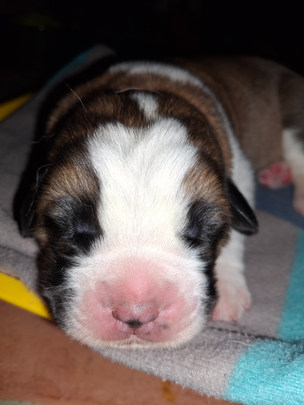 De La Patte De Sirius - Chiots disponibles - Chien du Saint-Bernard