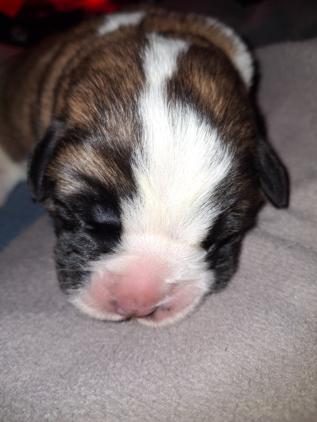 De La Patte De Sirius - Chiots disponibles - Chien du Saint-Bernard