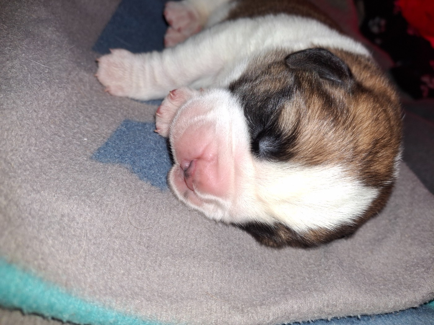 De La Patte De Sirius - Chiots disponibles - Chien du Saint-Bernard