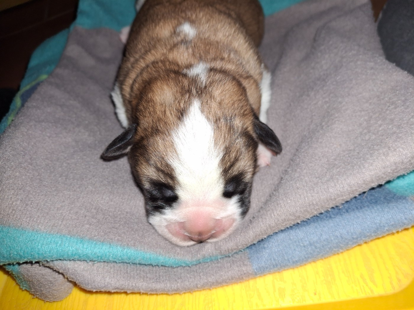 De La Patte De Sirius - Chiots disponibles - Chien du Saint-Bernard