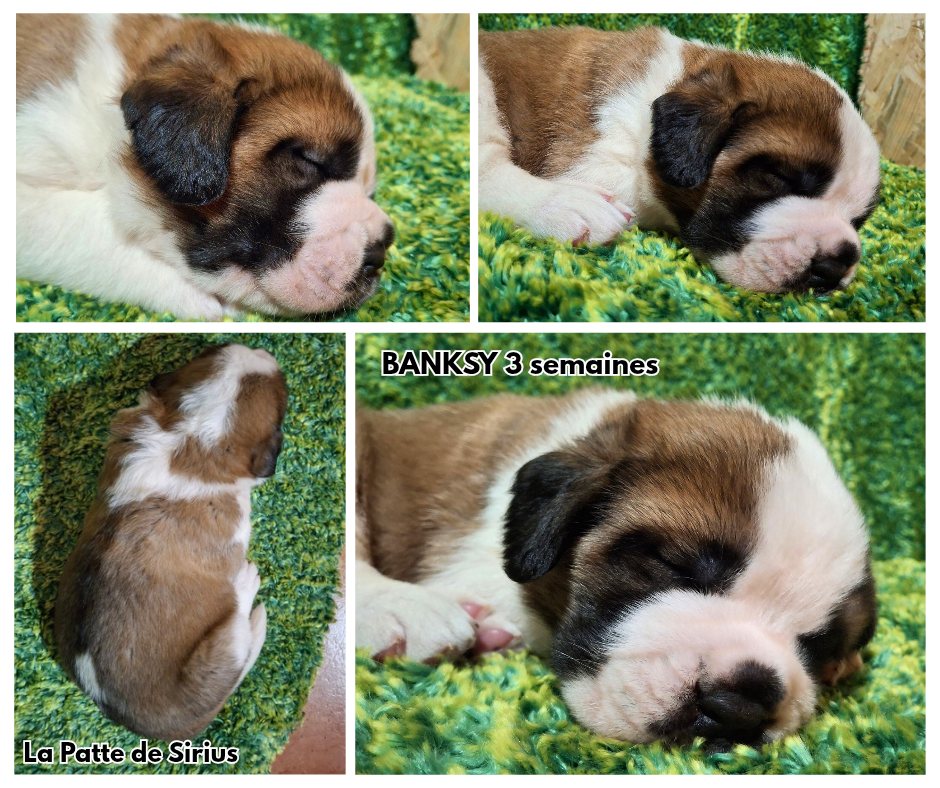 De La Patte De Sirius - Chiots disponibles - Chien du Saint-Bernard
