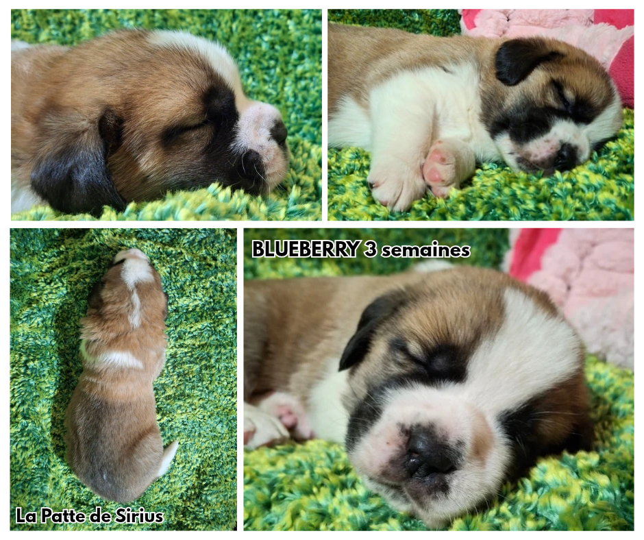 De La Patte De Sirius - Chiots disponibles - Chien du Saint-Bernard