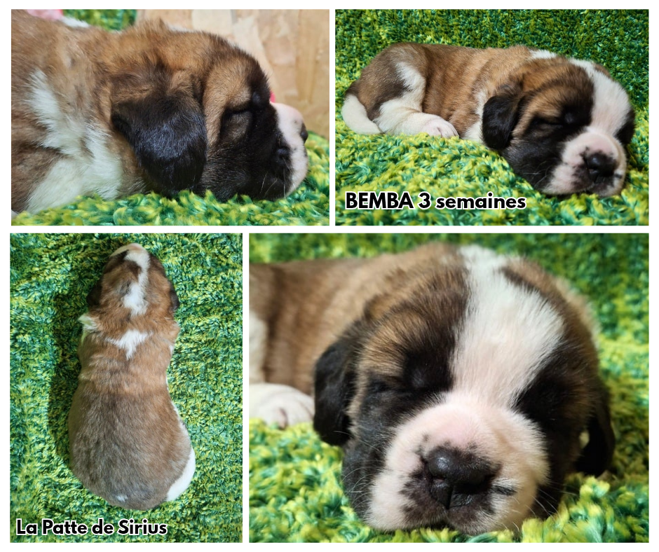 De La Patte De Sirius - Chiots disponibles - Chien du Saint-Bernard
