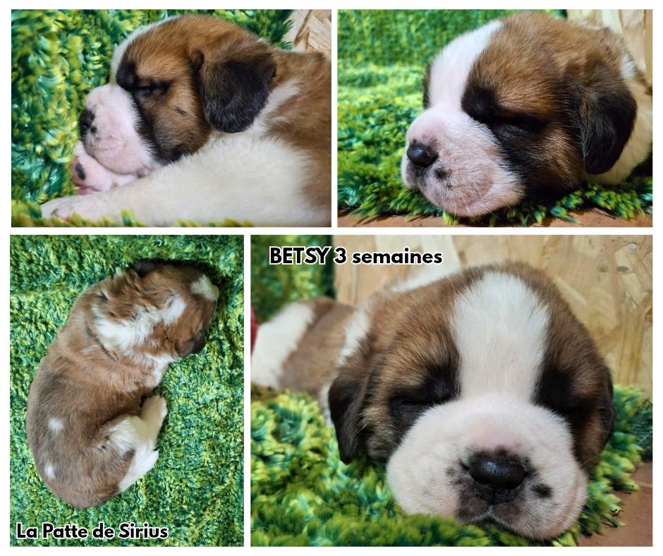 De La Patte De Sirius - Chiots disponibles - Chien du Saint-Bernard