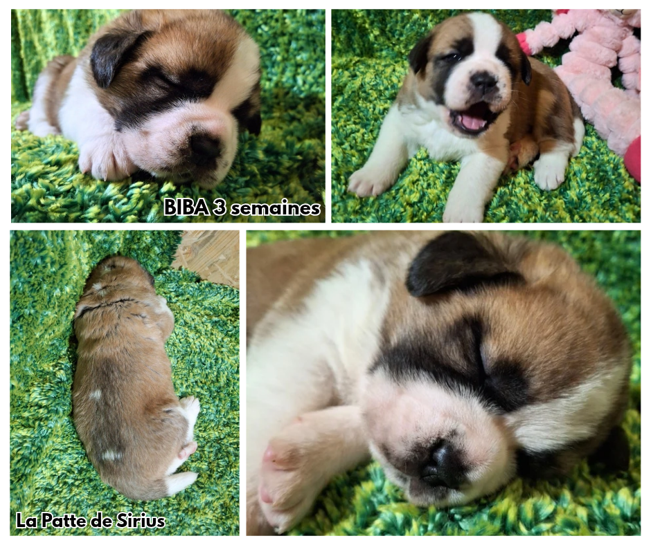 De La Patte De Sirius - Chiots disponibles - Chien du Saint-Bernard