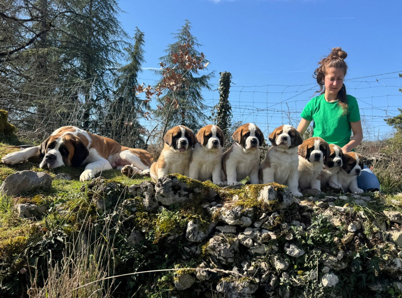 Chiot Chien du Saint-Bernard De La Patte De Sirius