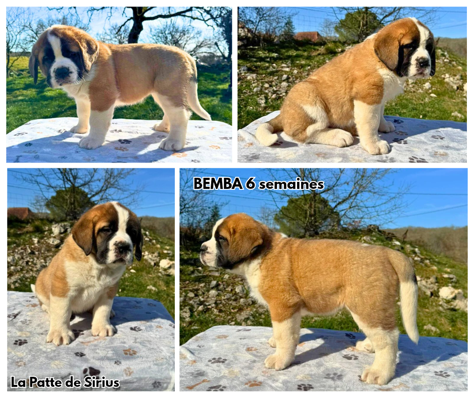 De La Patte De Sirius - Chiots disponibles - Chien du Saint-Bernard