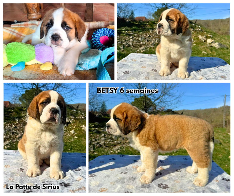 De La Patte De Sirius - Chiots disponibles - Chien du Saint-Bernard