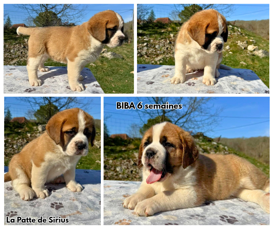 De La Patte De Sirius - Chiots disponibles - Chien du Saint-Bernard