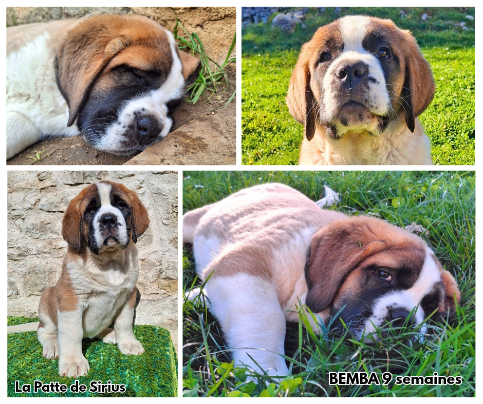 De La Patte De Sirius - Chiots disponibles - Chien du Saint-Bernard